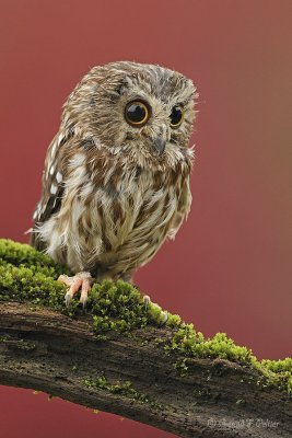  Northern Saw - whet Owl  3   ( captive )