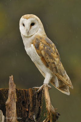  Barn Owl  16  ( captive )