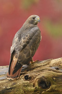   Red - tailed Hawk  15  ( captive )