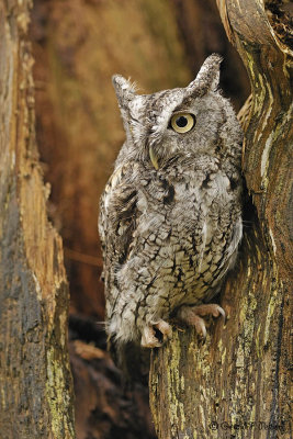  Eastern Screech Owl  8  ( captive )