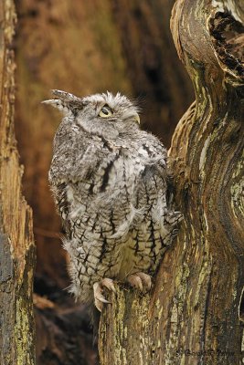  Eastern Screech Owl  9  ( captive )