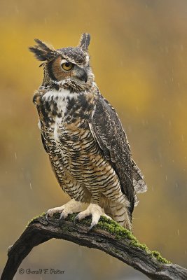  Great Horned Owl  19  ( captive )