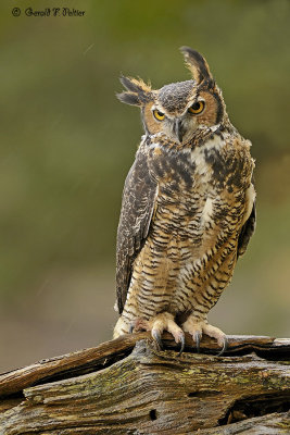  Great Horned Owl  20  ( captive )