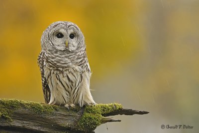  Barred Owl  3  ( captive )