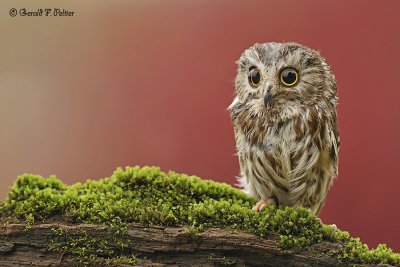   Northern Saw - whet Owl  4  ( captive )