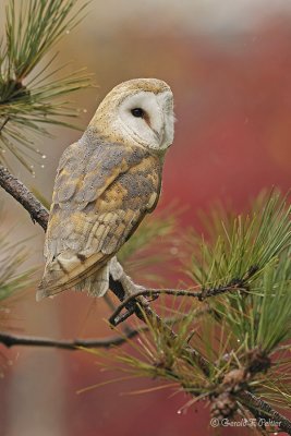  Barn Owl  17  ( captive )