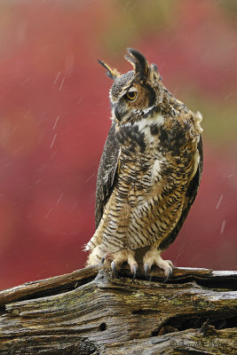  Great Horned Owl  21  ( captive )