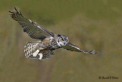  Great Horned Owl  23  ( captive )