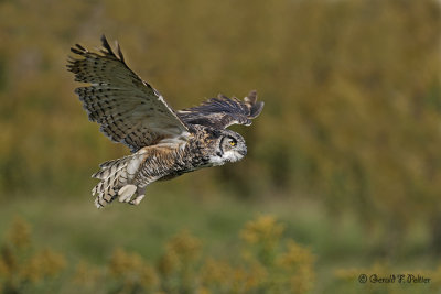 Great Horned Owl 24 ( captive )
