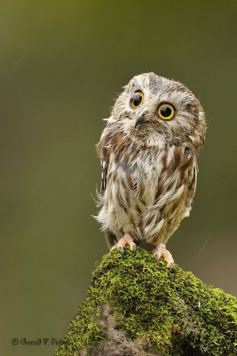 Northern Saw - whet Owl 5 ( captive )