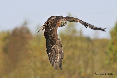  Red - tailed Hawk  16  ( captive )