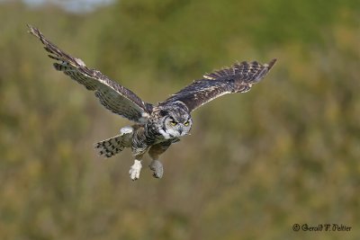  Great Horned Owl  25  ( captive )