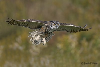 Great Horned Owl 26 ( captive )
