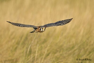  American Kestrel  7  ( captive )