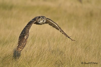 Great Horned Owl 30 ( captive )