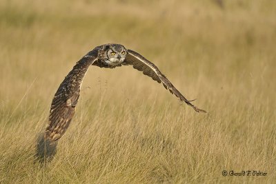  Great Horned Owl  30  ( captive )