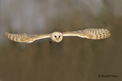  Barn Owl  19  ( captive )