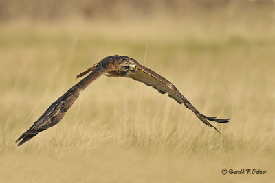   Red - tailed Hawk  20  ( captive )