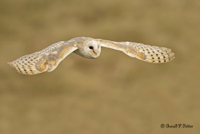 Barn Owl 21 ( captive )