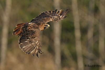  Red - tailed Hawk  21  ( captive )