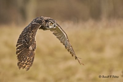   Great Horned Owl  31  ( captive )