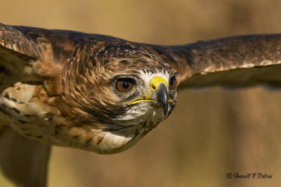   Red - tailed Hawk  24  ( captive )