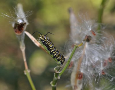 Monarch Caterpillar about 1 1/4 long