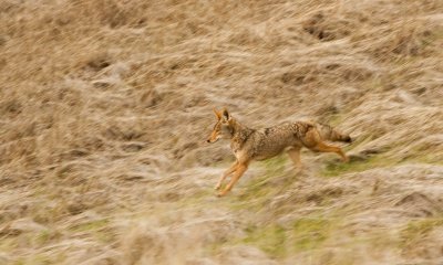 004 Coyote running_1749Cr2Ps`0601161143.jpg