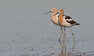 023 2 American Avocets_3630Cr2Ps`0603270923.jpg