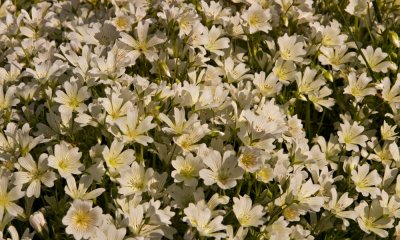 031 Meadow Foam_4278Cr2Ps`0604241630.jpg