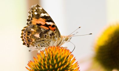 047 Painted Lady butterfly_5837Cr2`0608021542.jpg