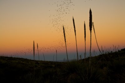 064 Bats in flight in sunset light_9249Cr2Lce7Sshrp58-0.3`0610171823.jpg