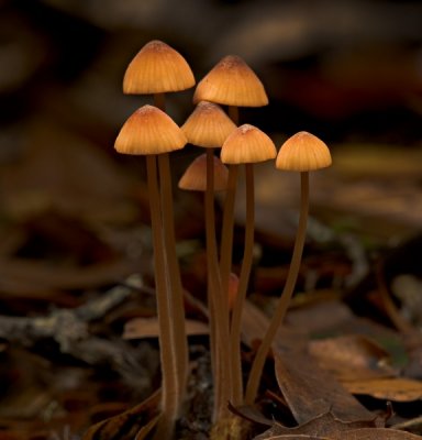 067 Little mushrooms_9918Cr2Ps`0611201234.jpg