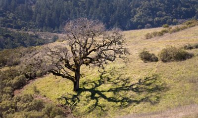 070 Oak tree and shadow_0369Cr2Ps`0702191344.jpg