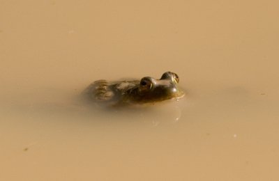 077 Frog in water_7234Cr2`0703051014.jpg