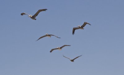 107 Five pelicans flying_9691Cr2Ps`0708201058.jpg