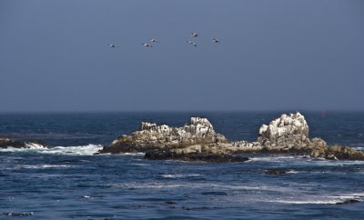 108 Pelicans flying above rocks_9719Cr2Ps`0708201115.jpg