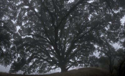 116 Oak in fog pano (Mercator)_5303,6,9,12,5,8,21,4,7,30,3Merc`0709120900.jpg