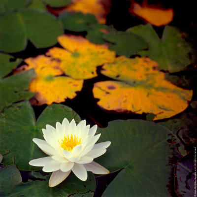 Water lily (Nymphea)