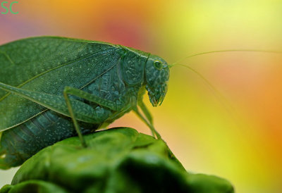 Hello Grasshopper II