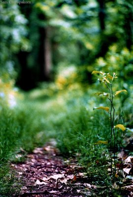 35mm: The Entrance