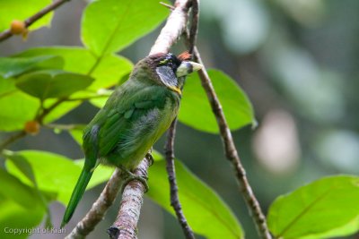  Fire-tufted Barbet
