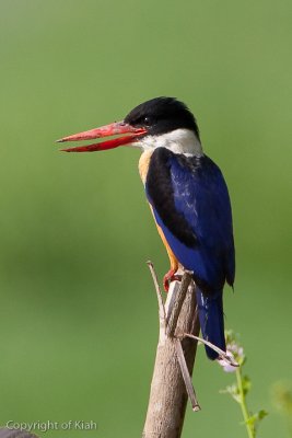 _MG_7962.jpg