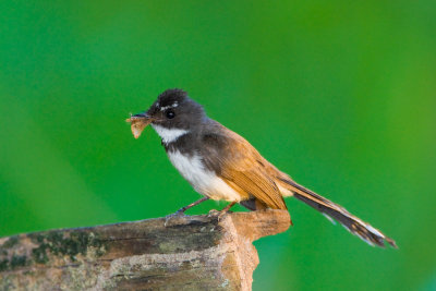 Pied Fantail