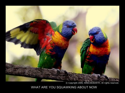 WHAT ARE YOU SQUAWKING ABOUT NOW.jpg