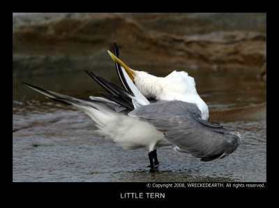 little_tern