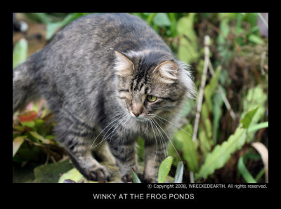 WINKY AT THE FROG PONDS.jpg