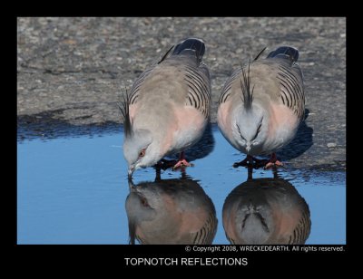 TOPNOTCH REFLECTIONS.jpg