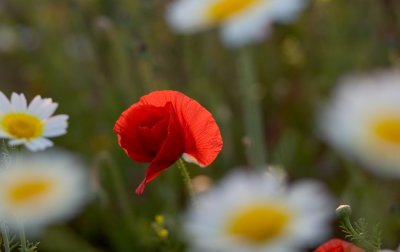 Palomares Poppy