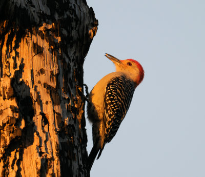 Woodpecker at Dawn